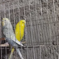 مرغ عشق طوطی برزیلی فنچ|پرنده|محمدشهر, ولدآباد بزرگ|دیوار