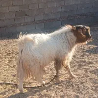 نری پاکستانی