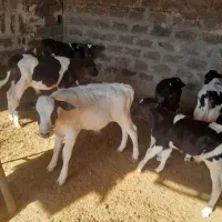 گوساله نر|حیوانات مزرعه|شیراز, دروازه اصفهان|دیوار