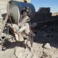 گچ قدرجونی ۱ساله شده|سگ|بیرجند, |دیوار