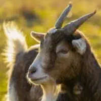 بز و بزغاله