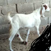 تیشترماده|حیوانات مزرعه|خورموج, |دیوار