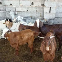 بز بزغاله معاوضه با بره گوسفند