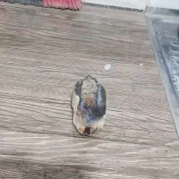 سنگ کلکسیونی و ...|کلکسیون اشیاء عتیقه|مشهد, ادیب نیشابوری (شهرک غرب)|دیوار