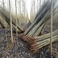 تخفیف ویژه 30٪ برای خرید امروز|حراج|آباده, |دیوار