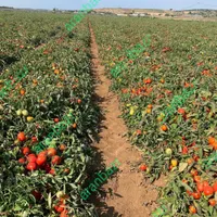 کلی خدمات و کارهای زمین انجام میشود