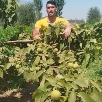 نهال صنوبر و میوه ۲ ساله تا ۶ ساله|خدمات باغبانی و درختکاری|میاندوآب, |دیوار