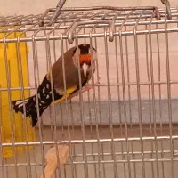 سهره|پرنده|اراک, |دیوار