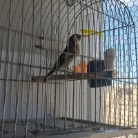 سهره ماده جوجه پارسال