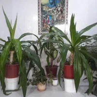 وسابل سمساری