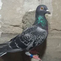 گمشده
