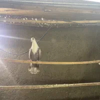 ماده مشهدی بالدار|پرنده|کرمانشاه, |دیوار