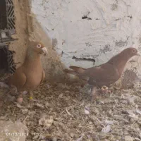 کبوتر فروشی|پرنده|هلالی, |دیوار