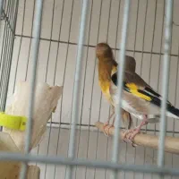 سلام سهره دورگ کوتاه بلند خون جفتی قناری به شرط