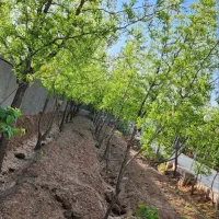 باغ ویلا|فروش خانه و ویلا|خوسف, |دیوار