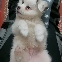 سگ ریز|سگ|تهران, منیریه|دیوار