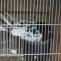 تعدادی کبوتر جفت و تکی|پرنده|مشهد, کلاهدوز|دیوار