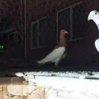 بهودی جونه ماده