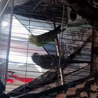 یک جفت مرغ عشق هلندی عالی عالی