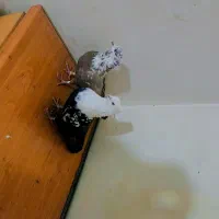 سینه سرخ کله زرد کله سفید دم سفید دم سیاه