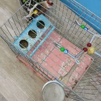 ۲ تا سهره