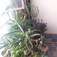 گل و گیاه طبیعی