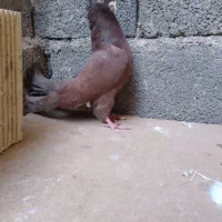 کبوتر دم سفید . دوکت . سرخ|پرنده|شهرضا, |دیوار