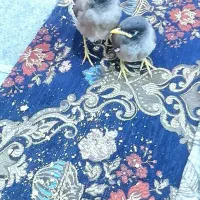 دو عدد مینا سالم سرحال معاوضه با مرغ محلی