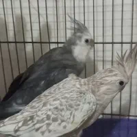 عروس هلندی جفت ایزبلا. وایت فیس