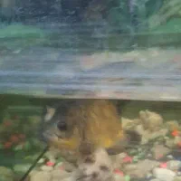 3تا اسکار یک کت افریقایی