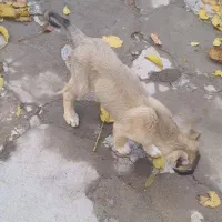 سگ ماده|سگ|هشترود, |دیوار