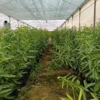 نهال بادام پایه رویشی|گل و گیاه طبیعی|زنجان, |دیوار