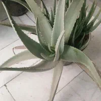 آلوورا طبیعی گلدون بزرگ