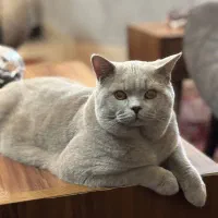 گربه بریتیش لیلاک|گربه|قم, بنیاد|دیوار