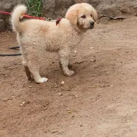 سگ گله|سگ|بندرعباس, |دیوار