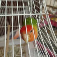 کوتوله برزیلی