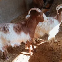 بز چاق جوون|حیوانات مزرعه|پیشوا, |دیوار