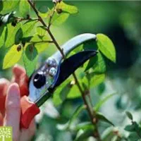 کلیه خدمات باغبانی هرس سمپاشی وبیل زنی|خدمات باغبانی و درختکاری|کرج, گلشهر|دیوار