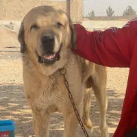 سگ عراقی|سگ|کهریزک, |دیوار