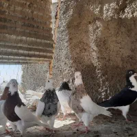 طوقی پرشی|پرنده|همدان, |دیوار