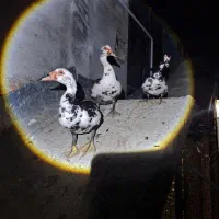 اردک اسراییلی