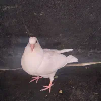 کبوتر جوجه پرشی