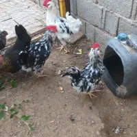 دوتا مرغ کرک و ۶تا خروس|حیوانات مزرعه|شبانکاره, |دیوار