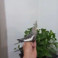 جوجه عروس هلندی 4ماهه جنسیت نر