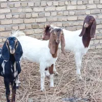 کولار بزغاله پاکستانی