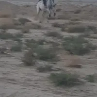 اسب
