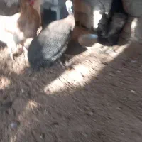 مرغ شاخدار ماده