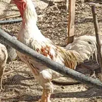 فروش مرغ و خروس لاری اصیل تخم گذار