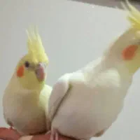 عروس هلندی لوتینو نر یکساله مست|پرنده|تهران, جلیلی|دیوار