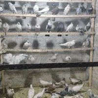 بار جدید کفتر تهران رسید